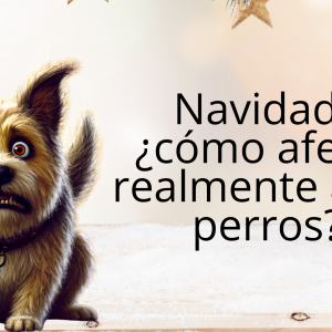 Taller Navidad ¿Cómo afecta realmente a los perros?